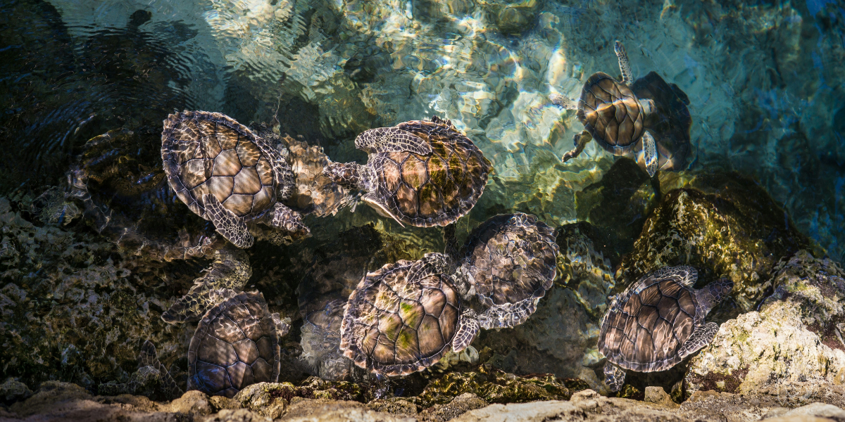 Solving the “Bottom Turtle” Problem in Supply Chain Security